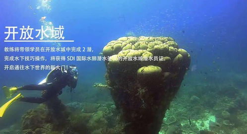 逐浪八閩 海藍(lán)時(shí)見(jiàn)鯨，一年四季的潛水詩(shī)篇